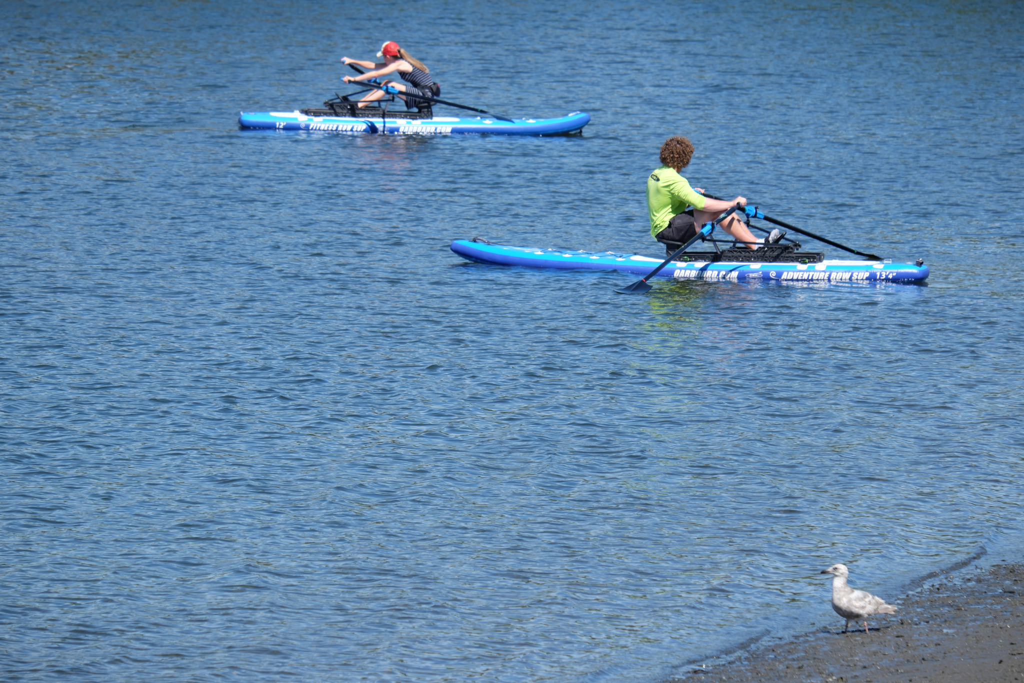 Two Oar Boards out on the water. In the foreground, a seagull is watching.