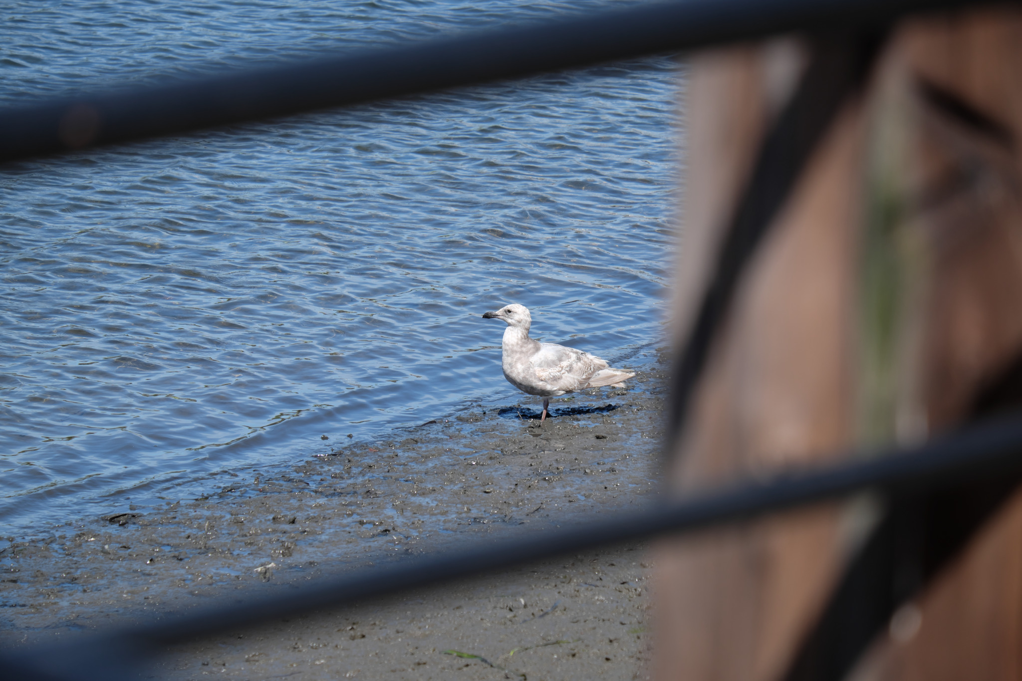 A seagull down on the shore, viewed through the boardwalk railings.