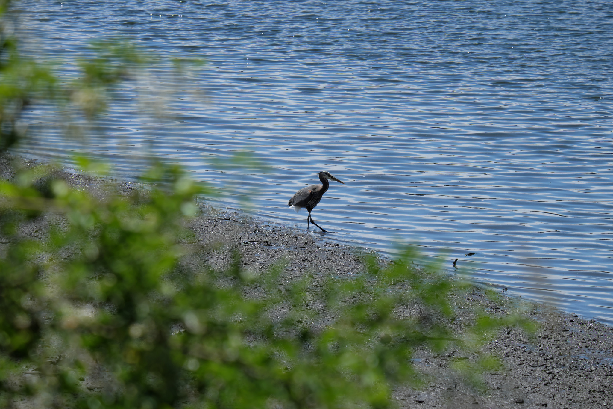 A heron fishing on the shore.