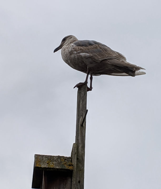 A seagull sitting on a post.