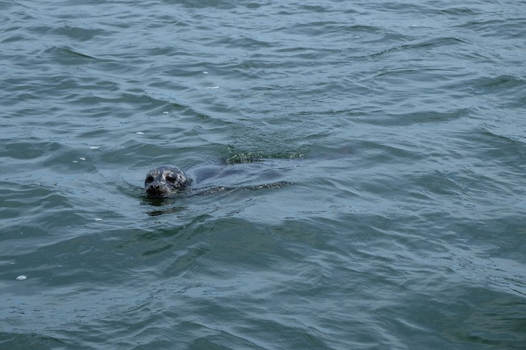 A seal joins the fun!