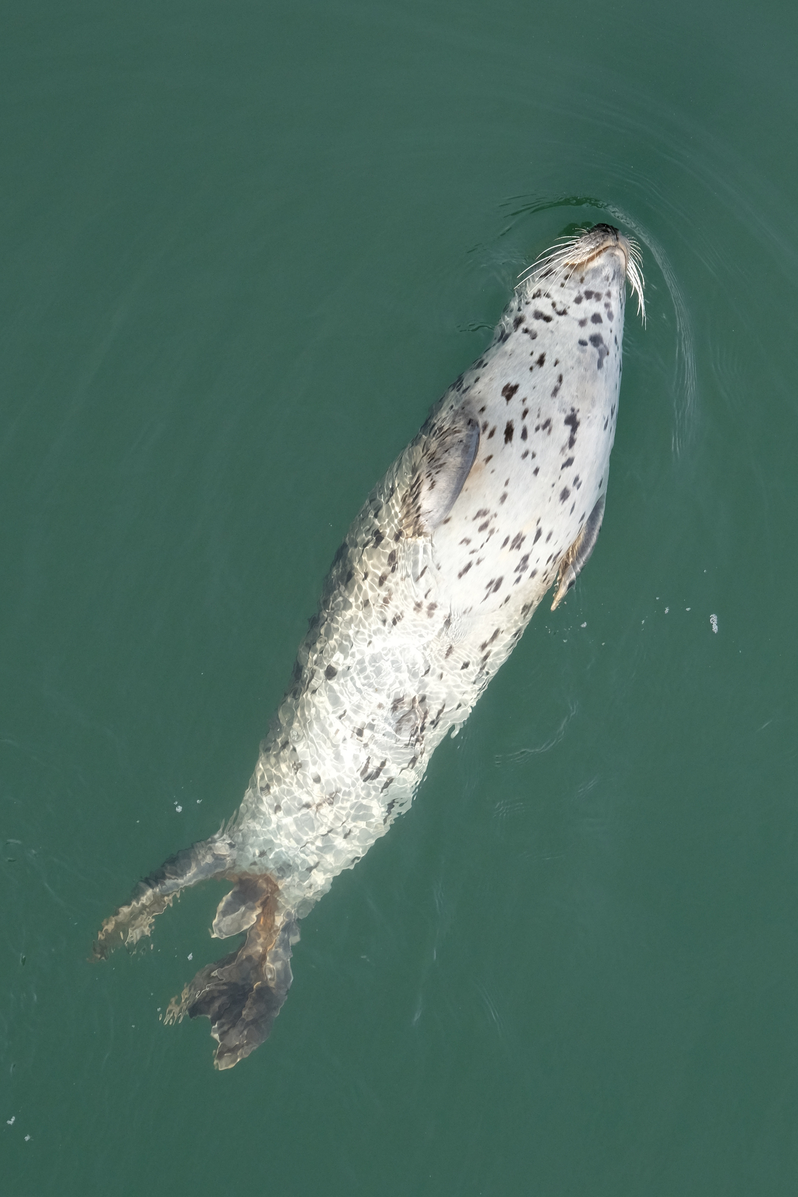 A happy seal floating belly up in the Gorge.