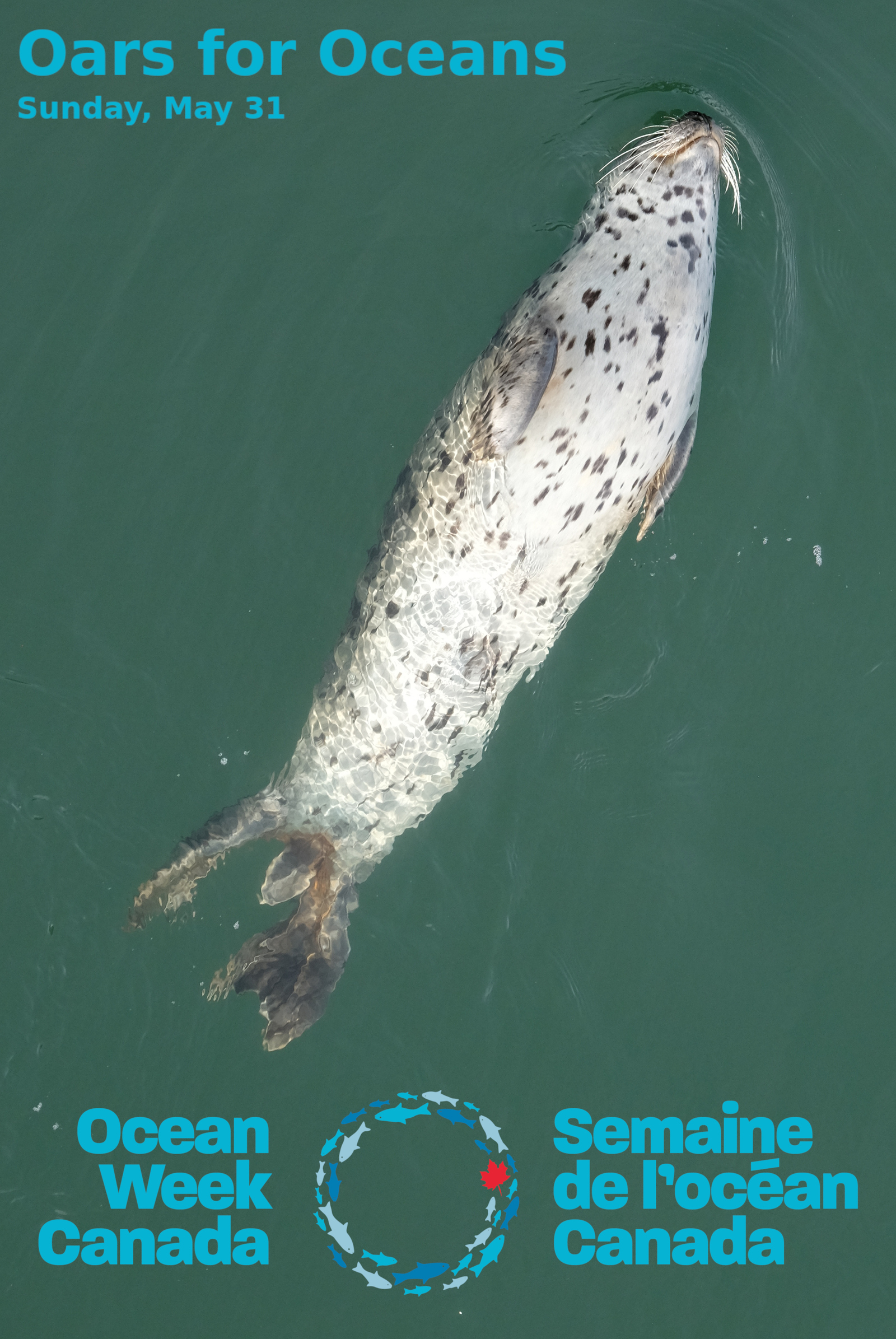 A happy seal getting ready for Oars for Oceans!