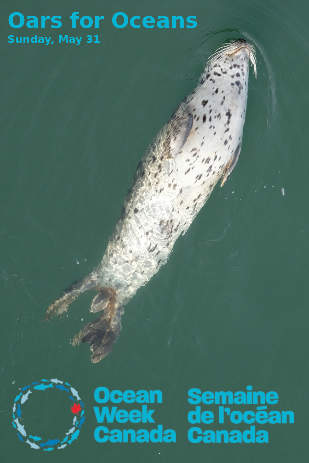 A happy seal floating in the sun ready for the Oars for Oceans event!